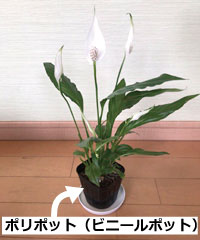 【ケース1】購入した苗がビニールポットに植えられていたとき