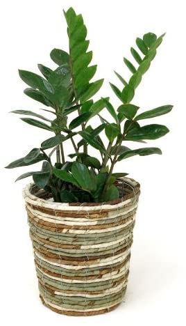 育てやすい小型の観葉植物 第1位:ザミオクルカス