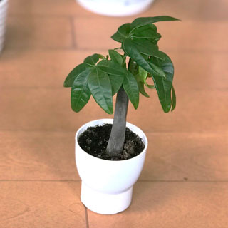 観葉植物Q&A:100均の観葉植物もちゃんと育つ?