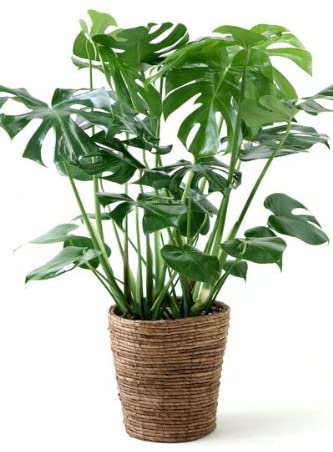 育てやすい大型の観葉植物 第2位:モンステラ