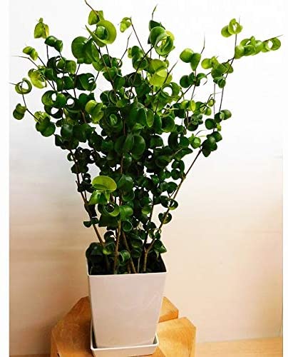 育てやすいおしゃれな観葉植物 第3位:フィカス・ベンジャミン・バロック