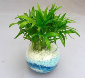 カラーサンドへの植え替え