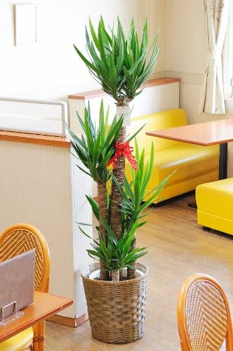 育てやすい大型の観葉植物 第1位:ユッカ
