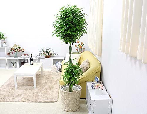 育てやすい大型の観葉植物 第3位:フィカス・ベンジャミナ