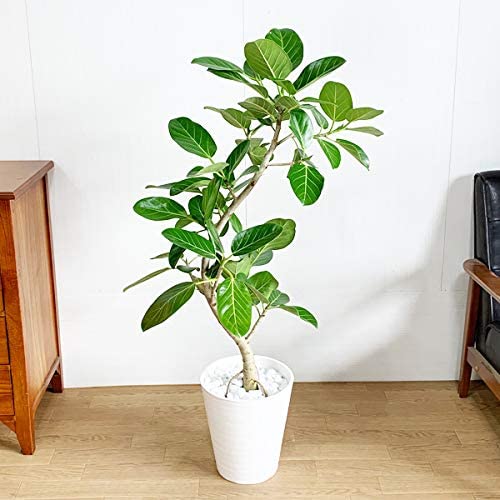 【観葉植物の購入前に行いたい①】置き場所を決めておく
