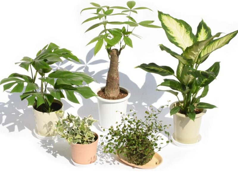 観葉植物の選び方 購入する前に決めること よい植物の見分け方をご紹介 植物マガジン