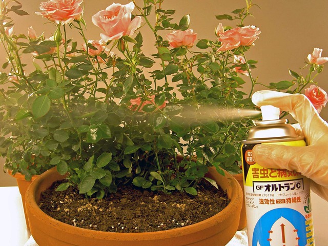 観葉植物Q&A:観葉植物に虫が発生した場合はどうするの?