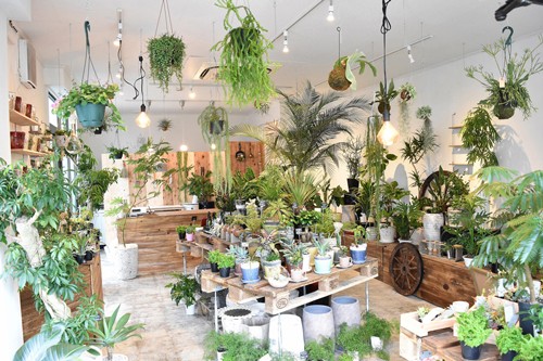 観葉植物を購入する店舗で行いたい3つのこと