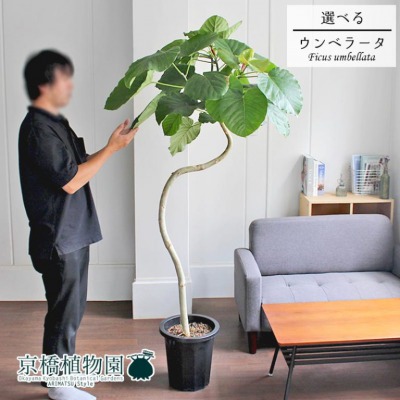 【観葉植物の購入前に行いたい②】購入したいサイズを決めておく