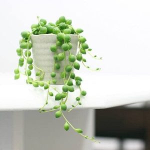 育てやすい小型の観葉植物 第3位:グリーンネックレス