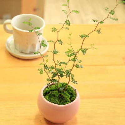 育てやすいおしゃれな観葉植物 第1位:ソフォラ・ミクロフィラ