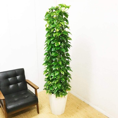 ツル性の植物で、茎がどんどん伸びていくので、吊り鉢で垂らしたり、ヘゴ棒などにつけてタワー仕立てにすることもできます。