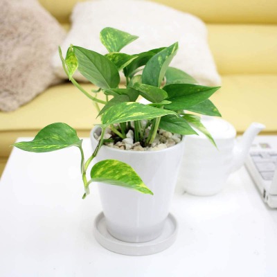 育てやすい初心者向けの観葉植物 第1位:ポトス