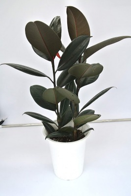 育てやすいおしゃれな観葉植物 第2位:インドゴムノキ