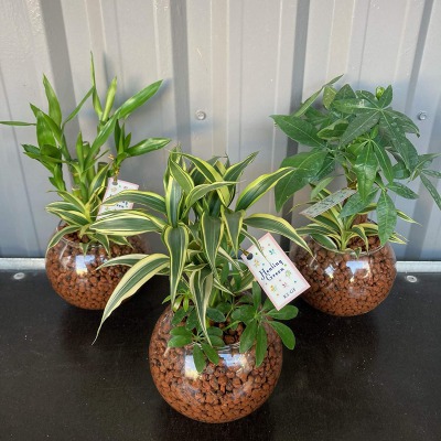 【メリット1】観葉植物のラインナップが豊富