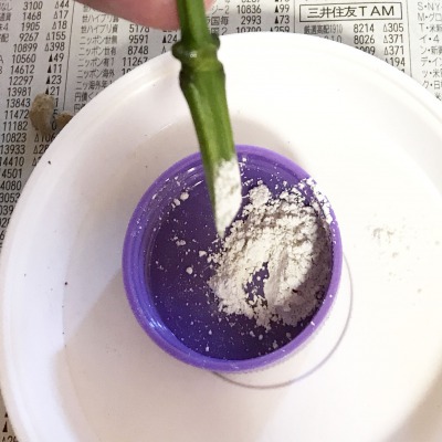 さし穂を水から上げ、切り口に発根剤をつけます。