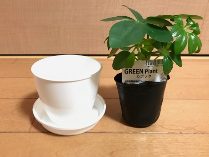 100円ショップ ダイソーのミニ観葉植物用 植え替えにおすすめの格安プラスチック鉢を紹介します 100均 植物マガジン