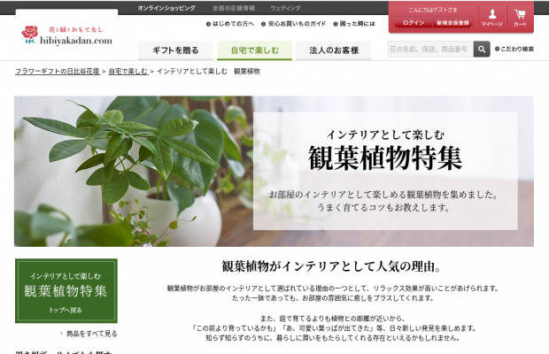 観葉植物のおすすめ人気通販サイト日比谷花壇(hibiyakadan.com)