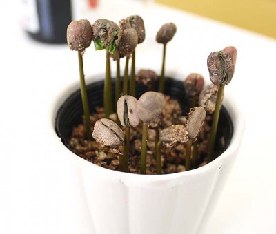 種を植えてコーヒーの木を増やす