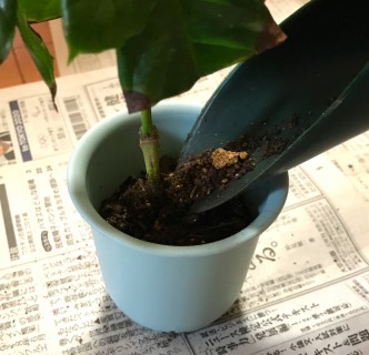 【挿し木の植え替え(鉢上げ)手順1】鉢に苗を植える
