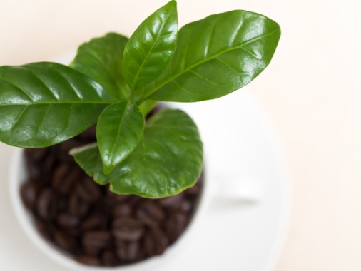 【人気の観葉植物】コーヒーの木の育て方を解説！置き場所や水やり､剪定の方法も