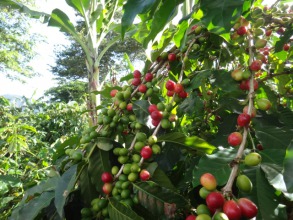 コーヒーの木の基本情報