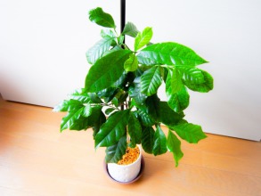 【人気観葉植物】コーヒーの木の育て方のポイント