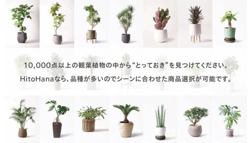 観葉植物のおすすめ人気通販サイトHitoHana
