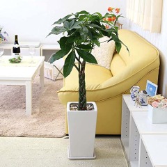室内で育てやすい大型の観葉植物①：パキラ
