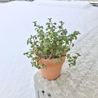 冬の観葉植物