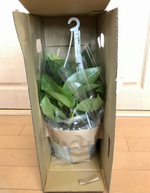 通販サイトで買うと観葉植物はこんな風に届きます