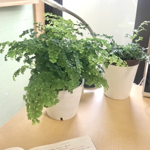 ただ「観葉植物を机に置く」だけで、これらの効果が得られるのは驚きです！もちろん僕も、アジアンタムなどの植物を机に置いています。