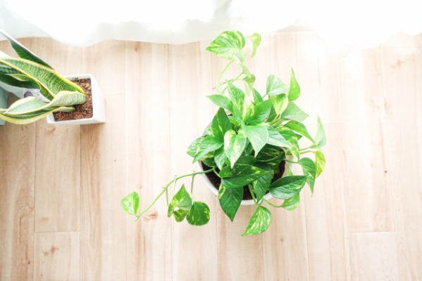 【幸せになり生産性も上がる】部屋で観葉植物を育てる5つのメリットを紹介！【フェイクでもOK】