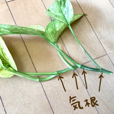ポトスの増やし方 挿し穂 の作り方と3つの増やし方をわかりやすく解説します 植物マガジン