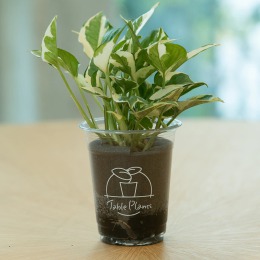 〈土を使わない観葉植物③〉Table Plants(テーブルプランツ)