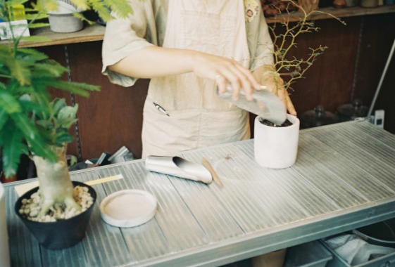 室内で虫がわかない わきにくい観葉植物はコレ 虫がつかない方法や土も紹介 虫の画像ナシ 植物マガジン