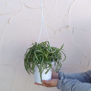 ”吊るす”観葉植物①：オリヅルラン