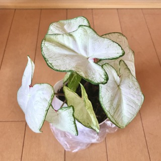 【生長の記録12】カラジューム/白い葉がステキです【観葉植物】