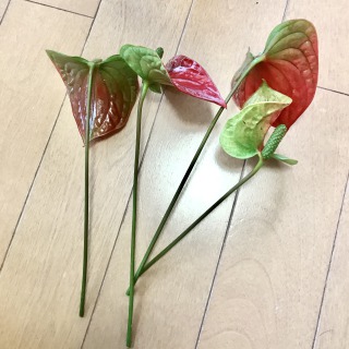 【生長の記録20】アンスリウム/花を摘みました【観葉植物】