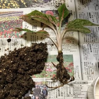 【生長の記録19】アグラオネマ･ナイトスパーク/順調に生長中【観葉植物】