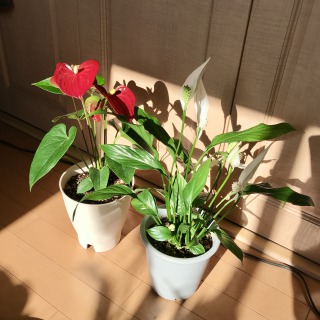 【生長の記録20】アンスリウム/花を摘みました【観葉植物】