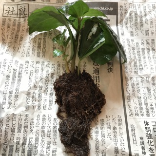 【生長の記録7】ダイソーで購入したピレア【観葉植物】