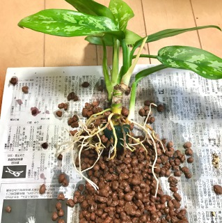 【生長の記録33】アグラオネマ/ハイドロカルチャー→土植えにしました【観葉植物】