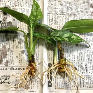 【生長の記録33】アグラオネマ/ハイドロカルチャー→土植えにしました【観葉植物】