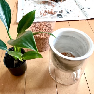 【生長の記録54】ダイソーのフィロデンドロン/セラミスと底面給水鉢で育ててます【観葉植物】