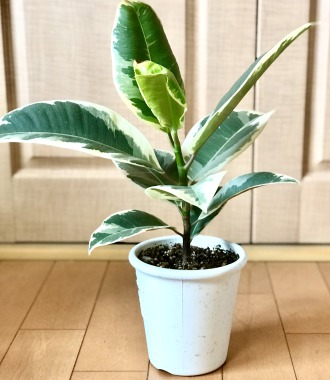 【生長の記録44】フィカス･エラスティカ(ゴムの木)/ゆっくり生長してます【観葉植物】