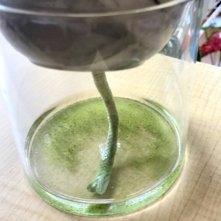 【生長の記録54】ダイソーのフィロデンドロン/セラミスと底面給水鉢で育ててます【観葉植物】
