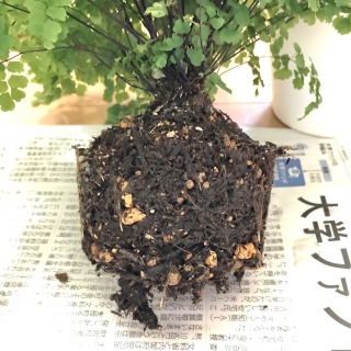 【生長の記録37】アジアンタム/底面給水鉢で生長しています【観葉植物】
