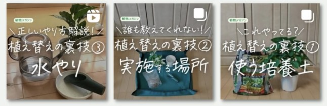 観葉植物の葉先が枯れるのはなぜ 原因と対策 枯れた葉先の対処法を紹介します 植物マガジン